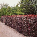 Fagus sylvatica Purpurea (1)