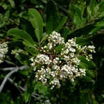 Heteromeles arbutifolia (2)
