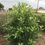 Heteromeles arbutifolia (1)