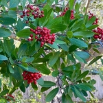 Heteromeles arbutifolia (3)