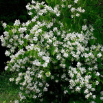Philadelphus mexicanus (2)