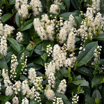 Prunus laurocerasus (3)