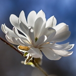 Magnolia stellata Royal Star (4)