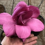 Magnolia Emperor (1)