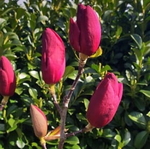 Magnolia Emperor (2)