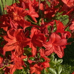 Rhododendron AC Nabucco