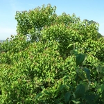 Neoshirakia sebiferum