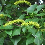 Neoshirakia sebiferum (3)