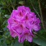 Rhododendron x Anah Kruschke (2)