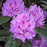 Rhododendron x Anah Kruschke