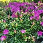 Rhododendron x Anah Kruschke (1)