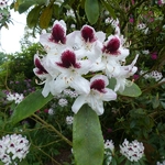 Rhododendron x Sappho