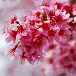 Prunus Okame (1)