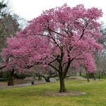 Prunus Okame (2)