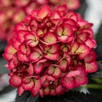 Hydrangea macrophylla Eclipse (3)