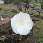 Hibiscus x moscheutos Ghost (4)