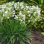 Agapanthus Mi Casa (1)