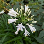 Agapanthus Mi Casa (4)