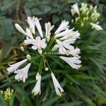 Agapanthus Mi Casa (5)