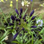 Agapanthus Midnight Sky (1)