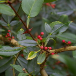 Zanthoxylum armatum