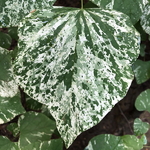 Cercis canadensis Alley Cat (2)