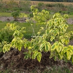 Clerodendrum trichotomum Carnival