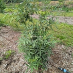 Zanthoxylum armatum (1)