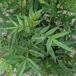 Zanthoxylum armatum (3)