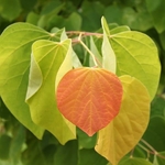 Cercis canadensis The Rising Sun (2)