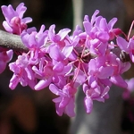 Cercis canadensis The Rising Sun (1)