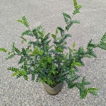 Zanthoxylum beechyanum (1)