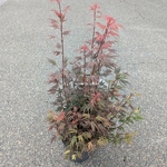 Acer palmatum Shaina