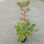Cotinus Ruby Glow