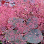 Cotinus Ruby Glow