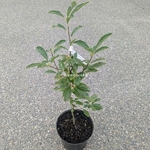 Exochorda Blushing Pearl