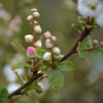Exochorda Blushing Pearl (2)