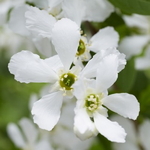 Exochorda Blushing Pearl (3)