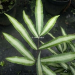 Pteris nipponica