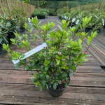 Rhododendron Encore Bonfire