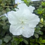 Rhododendron Encore Ivory (2)