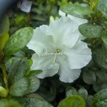 Rhododendron Encore Ivory (1)