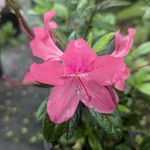 Rhododendron Encore Jewel (2)