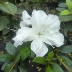 Rhododendron Encore Lily