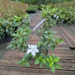 Rhododendron Encore Lily (2)
