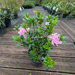 Rhododendron Encore Sweetheart (2)