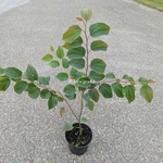 Tetracentron sinensis (1)