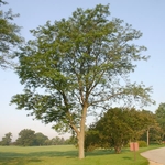 Gleditsia triacanthos Inermis (2)