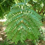 Gleditsia triacanthos Inermis