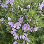 Westringia fruticosa Blue Gem (2)